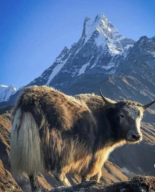 Mardi Himal Base Camp Trek